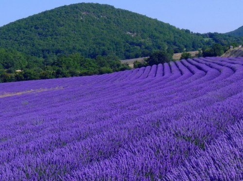 PREMIERA in judetul Valcea!