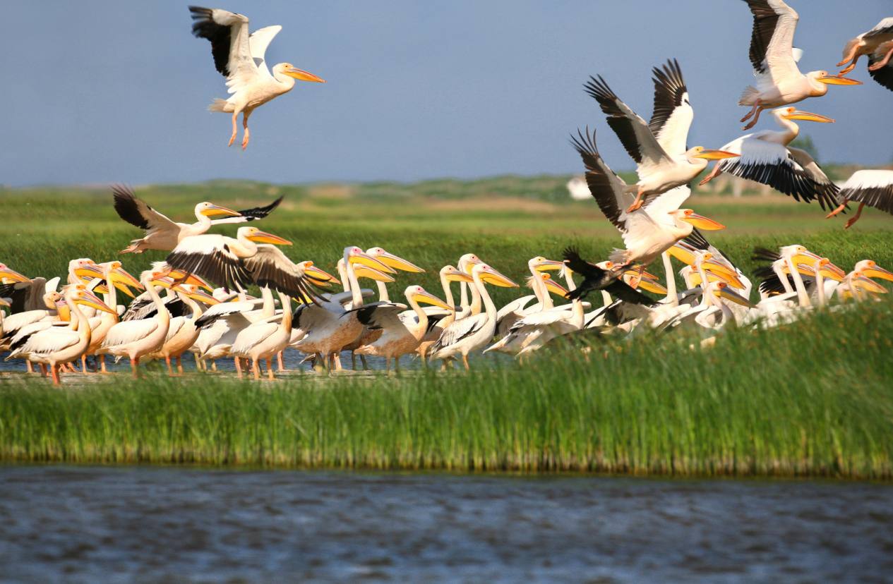 Gilles Boeuf, in Romania!