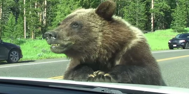 Masina unei femei a fost jefuita de un urs!