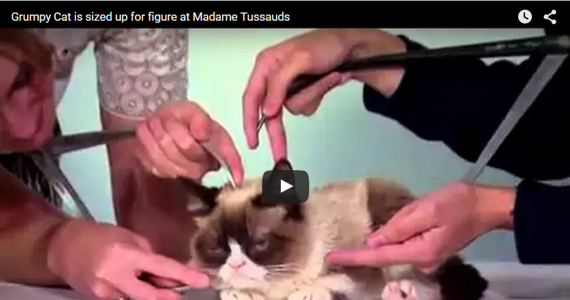 Grumpy Cat va fi expusa la muzeul Madame Tussauds