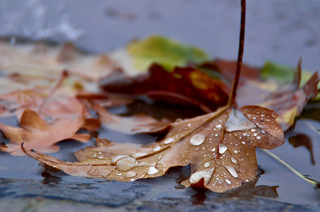 Cod galben de ploi in Oltenia!