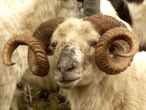 26 SEPTEMBRIE – BERBECARII