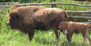 Rezervație de zimbri în Gorj?