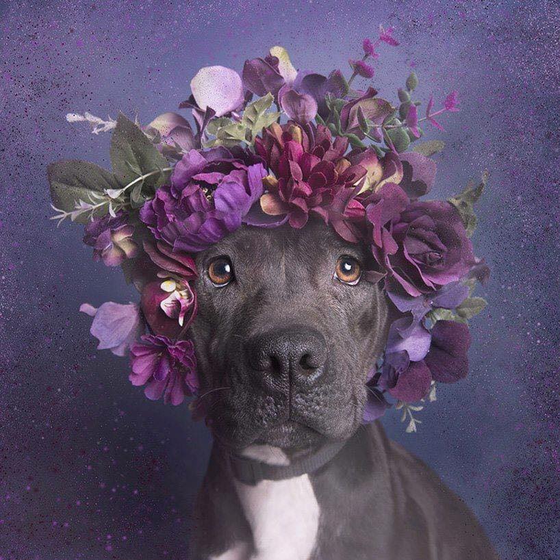 Picture of the Day: Flower Power – Pitbulls of the Revolution