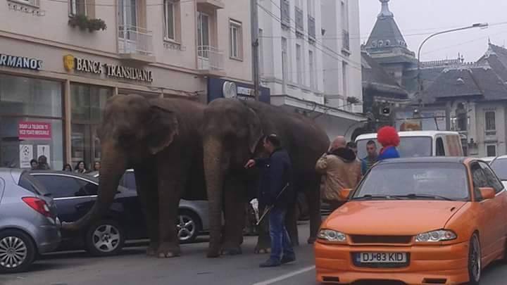 INEDIT: Elefanti in centrul Craiovei!
