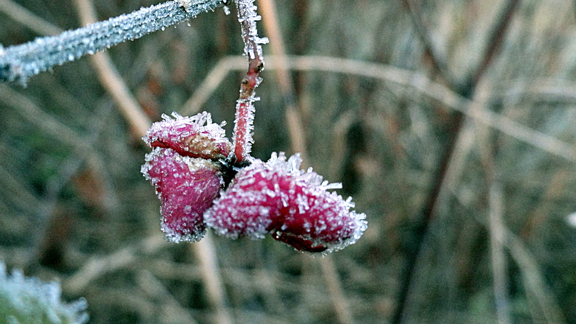 31 OCTOMBRIE – DE LA BRUMAREL LA BRUMARUL MARE