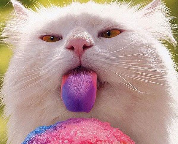 Picture of the Day: Taste the RAINBOW!