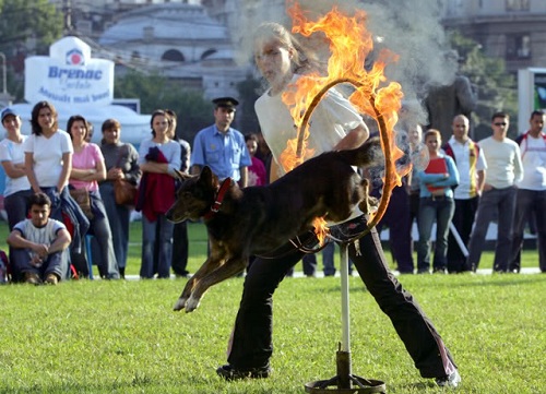Seminar de dresaj canin