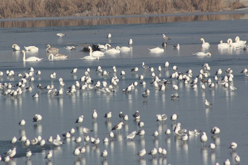 Păsările poposesc la Pitești