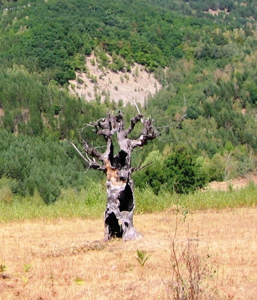 10 OCTOMBRIE – DESCANTEC DE MUMA PADURII