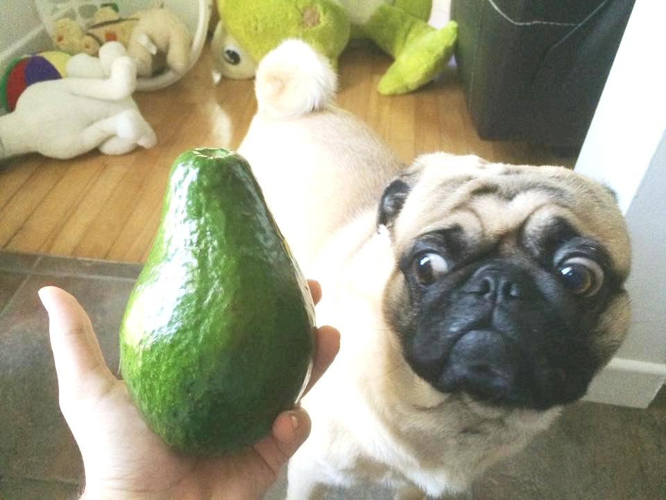 Picture of the Day: The one thing all dogs are afraid of