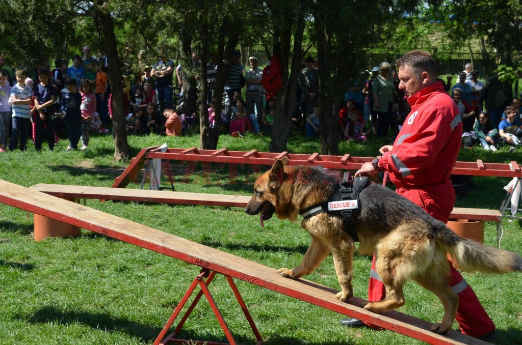 Misiuni al Echipelor Canine de Salvare
