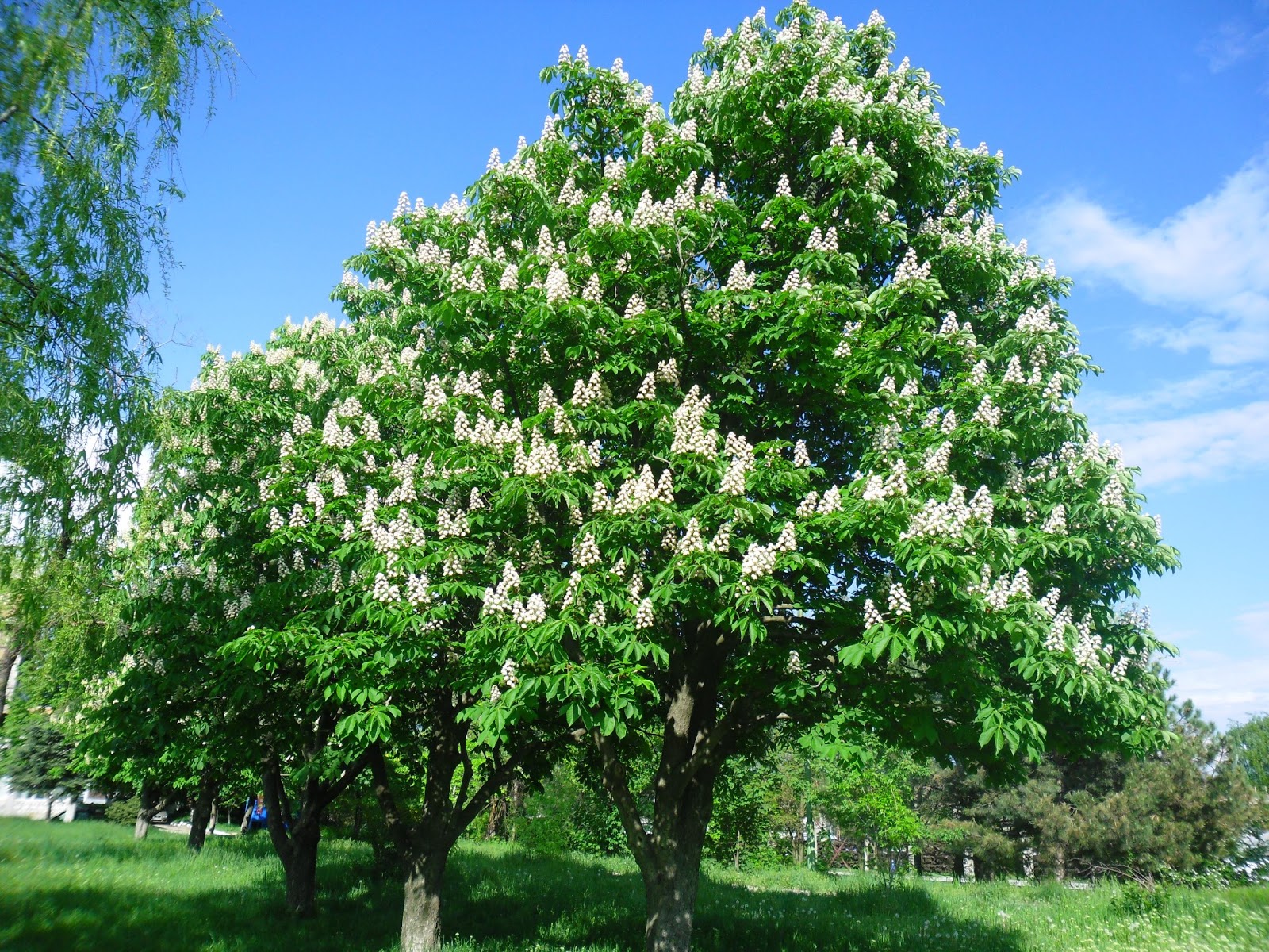 (Reportaj) Festivalul Castanului la Tismana