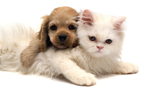 Sterilizari gratuite!!!