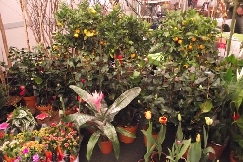 Târgul Gospodarilor la Pitești