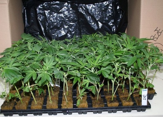 Culturi de cannabis în Vâlcea