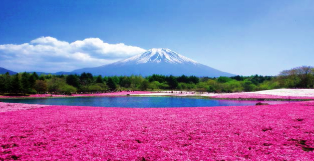 Picture of the Day: Flower Festival in Japan
