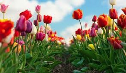 La Pitești se plantează lalele