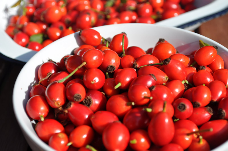 Macese din Olt in Belgia si Polonia