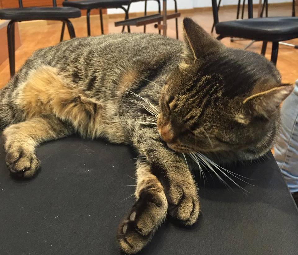 Pisica melomana a Craiovei! O recunoasteti?