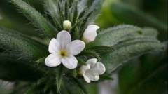 Planta viitorului a fost aprobata in UE