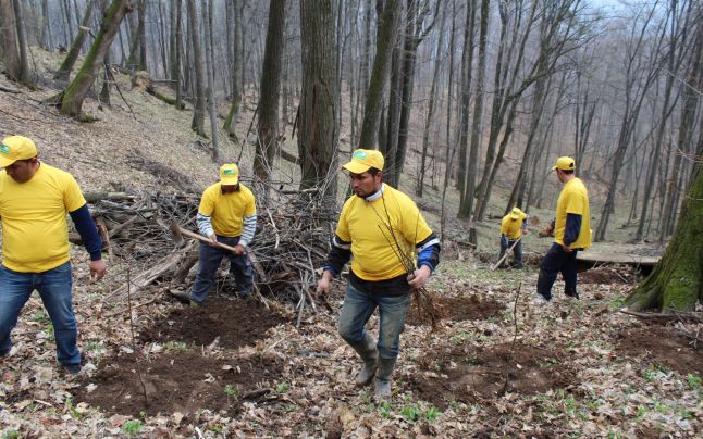 (Audio) Plantare de castan si jneapan