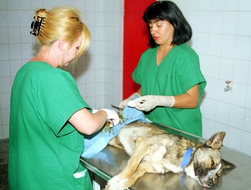 Campanie de sterilizări gratuite