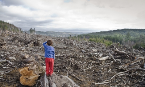 3 hectare de pădure tăiate pe oră