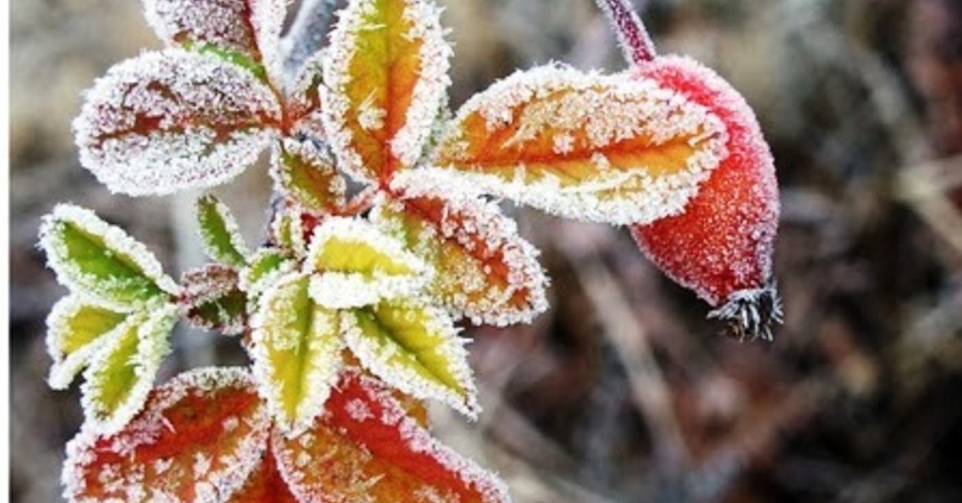 1 NOIEMBRIE – BRUMARUL MARE