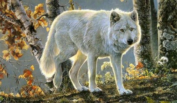 15 NOIEMBRIE – FILIPI DE TOAMNA