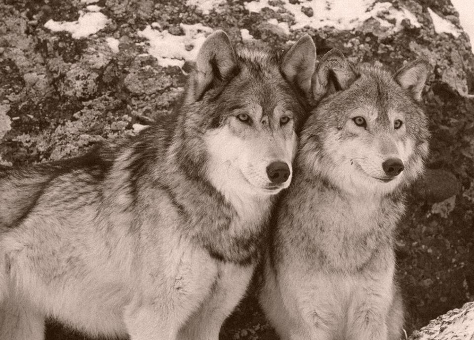 16 NOIEMBRIE – DRAGOSTITELE