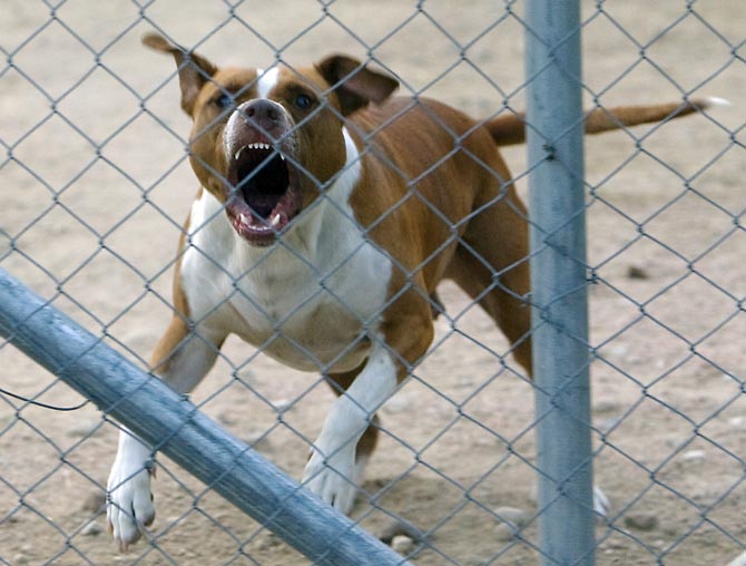 Lipseste vaccinul antirabic