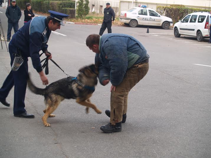 (Foto) Stagiu de pregătire anuală a cânilor poliţişti