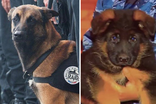 Franţa acceptă căţelul oferit de Rusia după uciderea lui Diesel de către terorişti