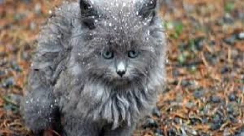 Vine iarna! Vine frigul!…