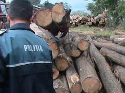 Argeș: percheziții la persoane bănuite de infracțiuni în domeniul silvic