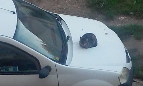 Azi despre ieri – 24 noiembrie 2015