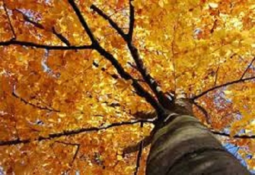 Azi despre ieri – 13 noiembrie 2015