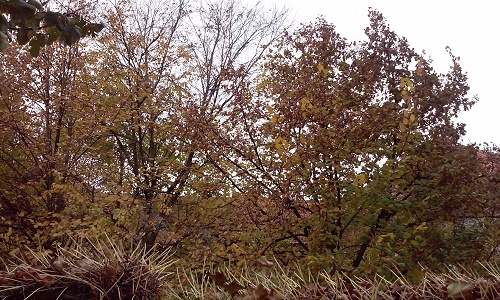 Azi despre ieri – 21 noiembrie 2015