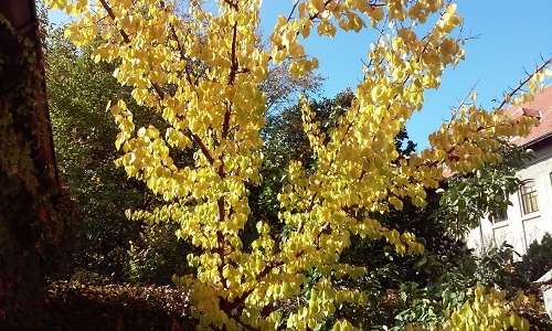 Azi despre ieri – 23 noiembrie 2015