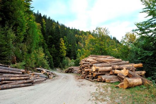 Organizaţiile ecologiste din România acuză autorităţile