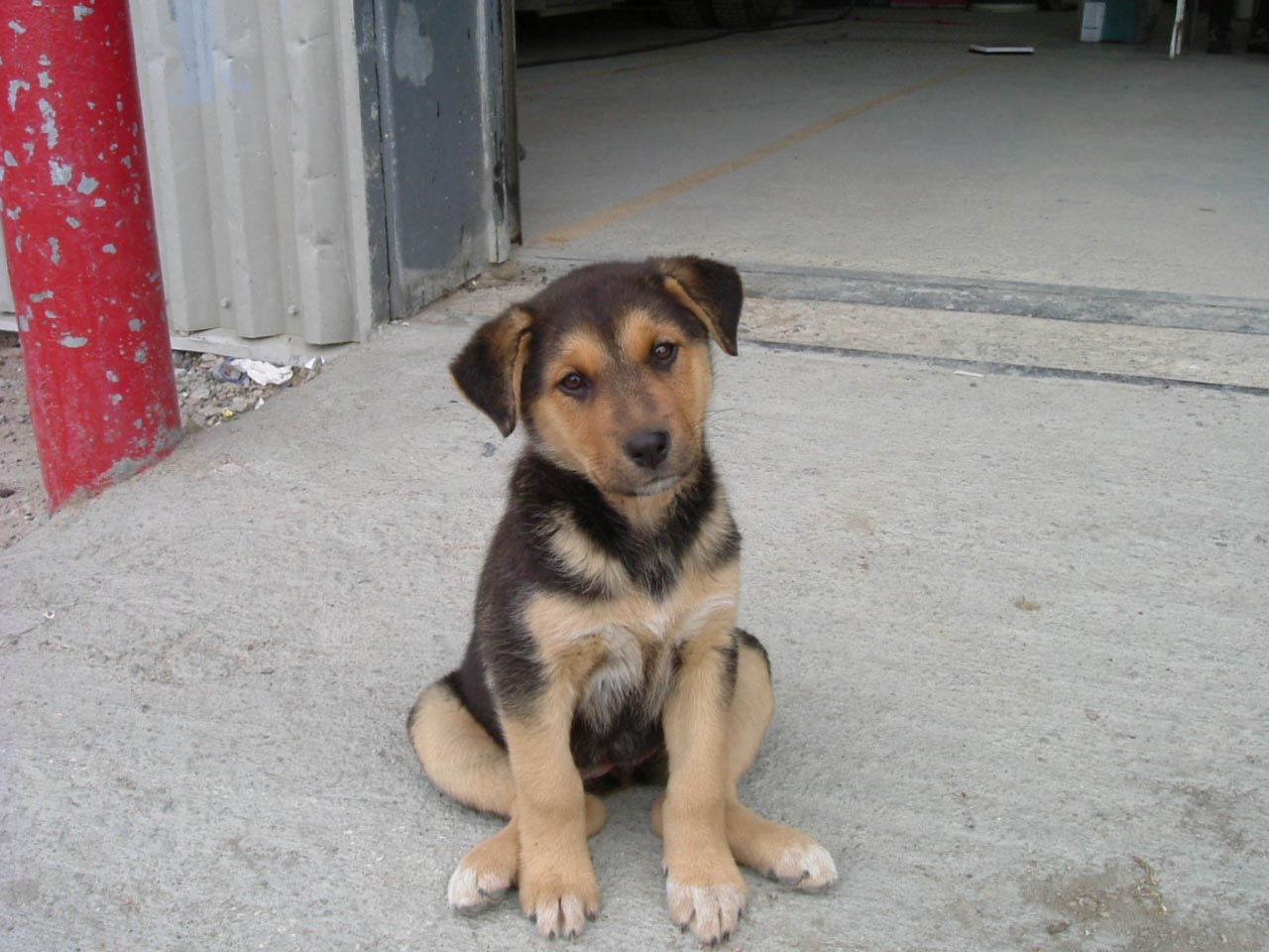 Serviciu de ecarisaj la Slatina