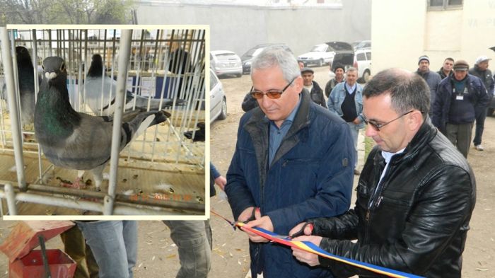 Porumbei campioni ai Olteniei, expusi la Corabia