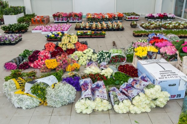 Perchezitii la cel mai mare importator de flori!