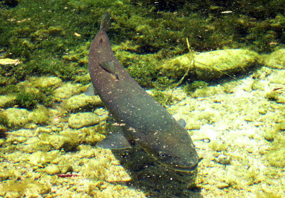 Reîncepe acvacultura la Brădișor