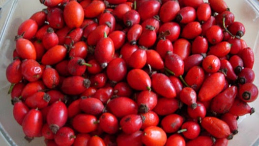 Recoltarea măceșelor în Gorj