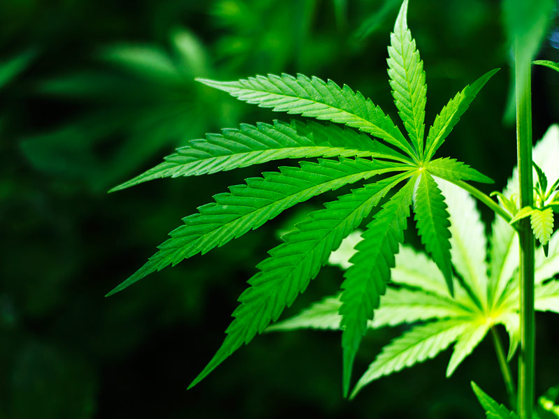 Electoratul din Ohio a respins propunerea de legalizare a marijuanei