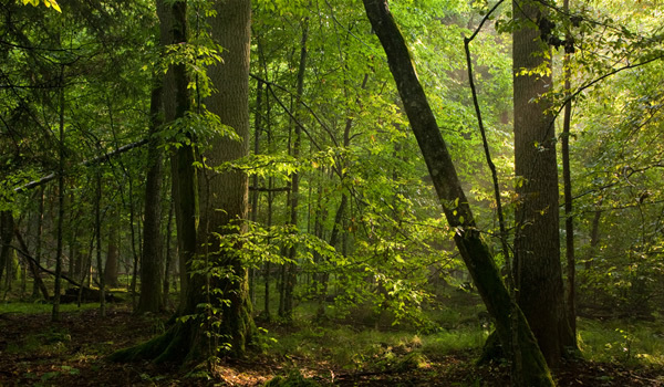 Păduri private păzite cu bani de la Guvern