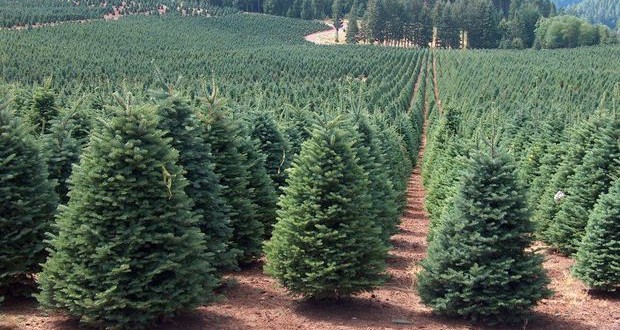 1.600 de pomi de Crăciun, confiscati de politisti