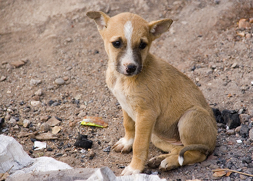 Mii de maidanezi in Gorj